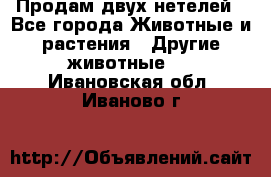 Продам двух нетелей - Все города Животные и растения » Другие животные   . Ивановская обл.,Иваново г.